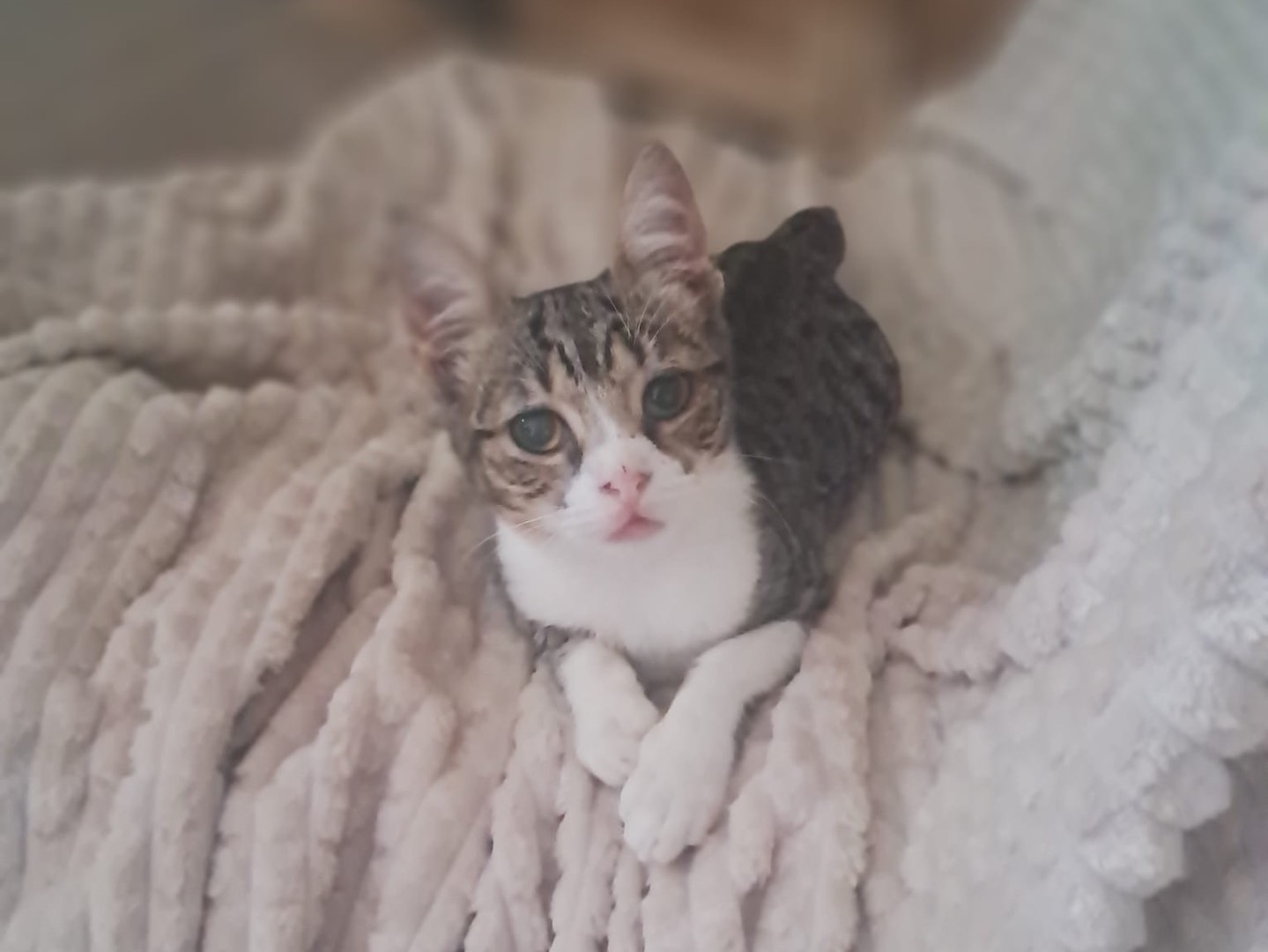 Adotta un gatto, maschio, 6 mesi, Crotone