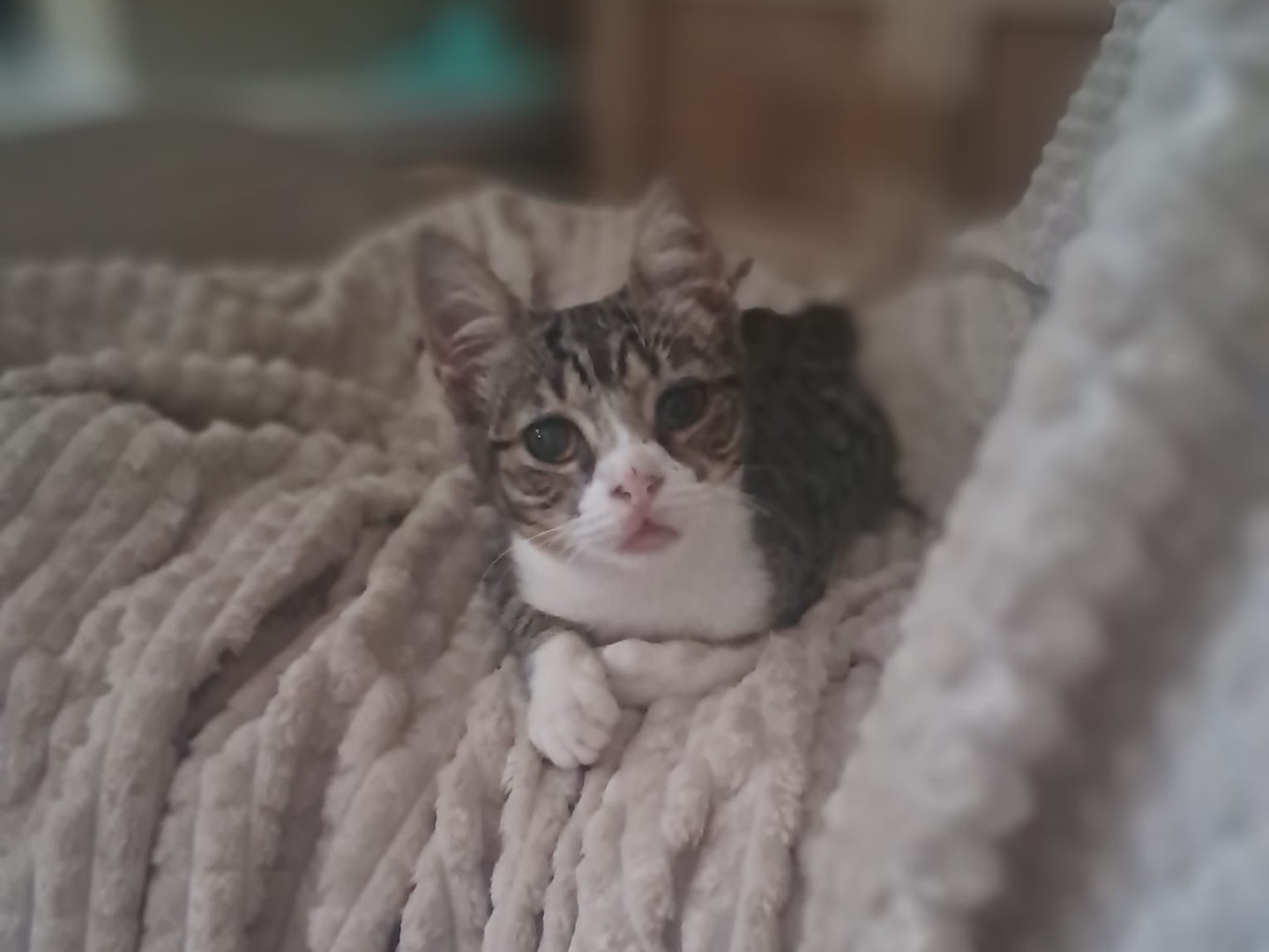 Adotta un gatto, taglia non valida, maschio, Crotone
