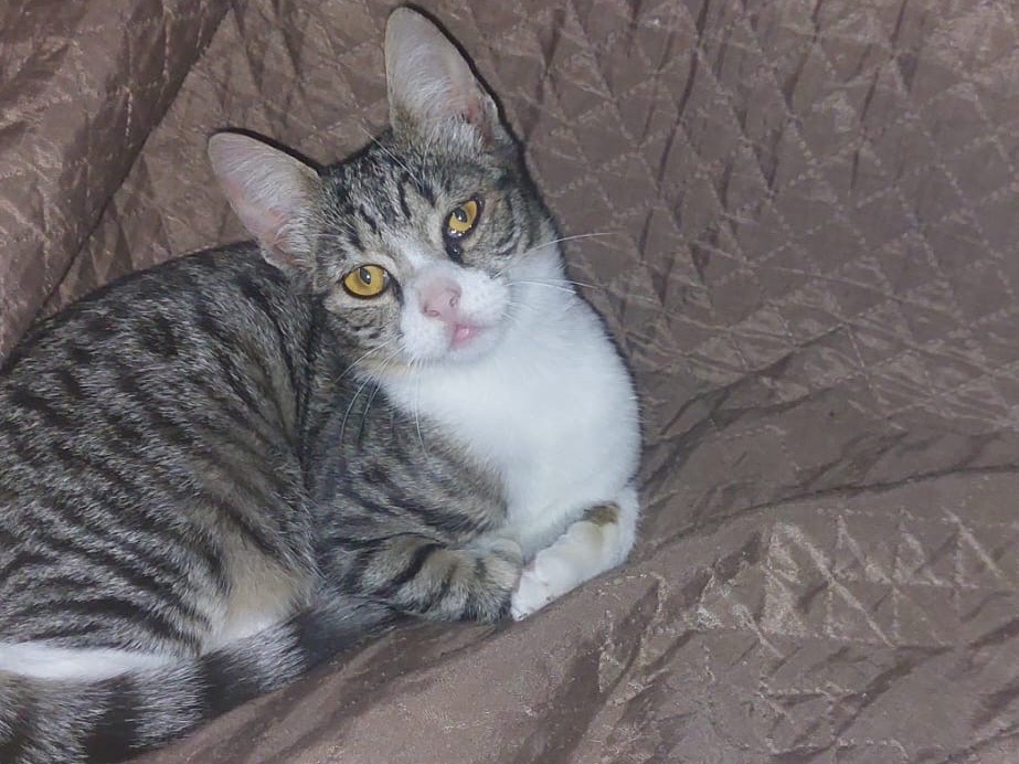 Vuoi adottare un gatto a Crotone?