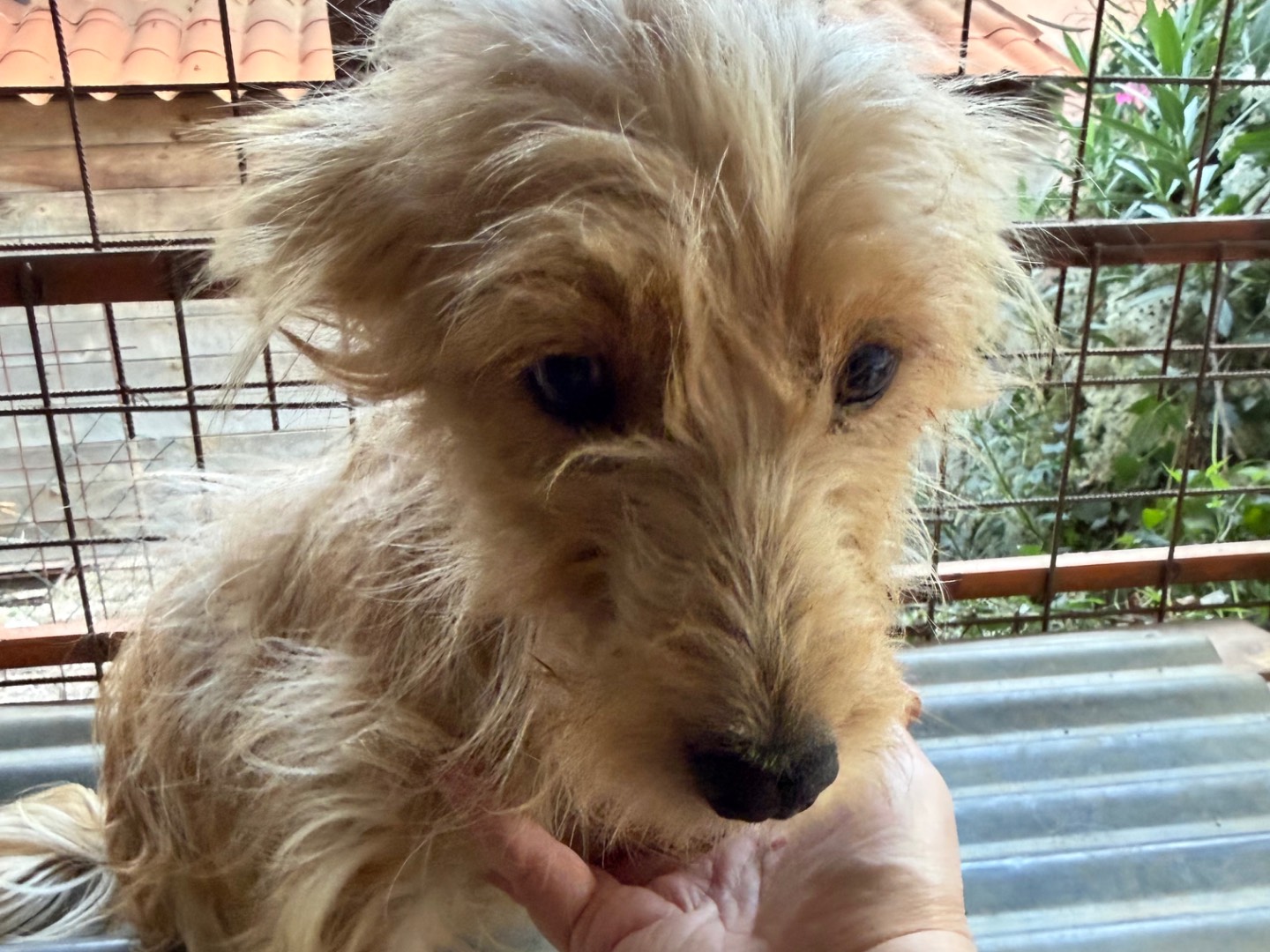 Vuoi adottare un cane a Catanzaro?