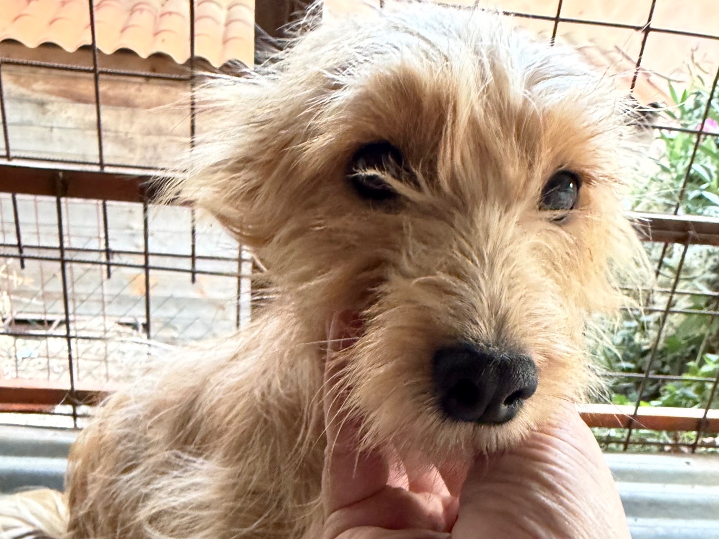 Adotta il cane Sally a Catanzaro