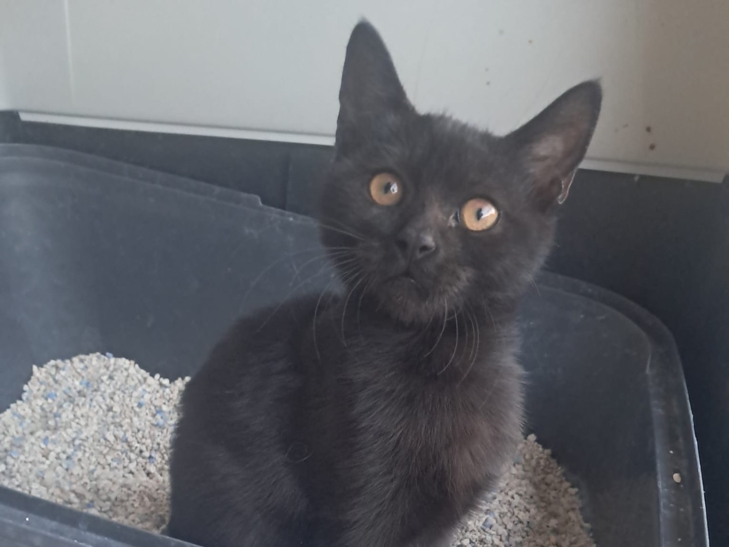 Adozione gatto, femmina, Razza sconosciuta Razza sconosciuta, 3 mesi, taglia non valida, Crotone