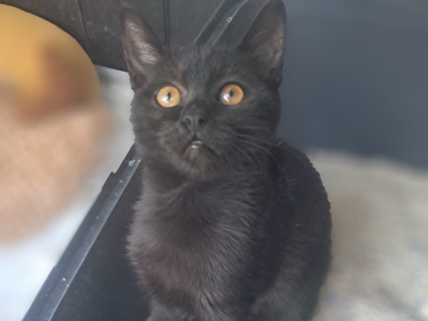 Adotta un gatto, femmina, 3 mesi, Crotone