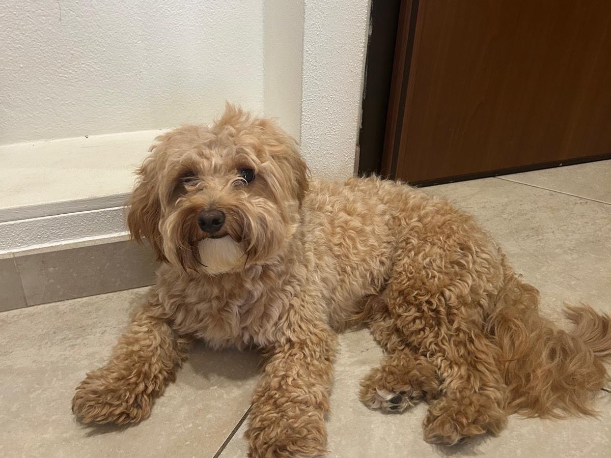 Adotta un cane, maschio, 1 anno e 7 mesi, Catanzaro
