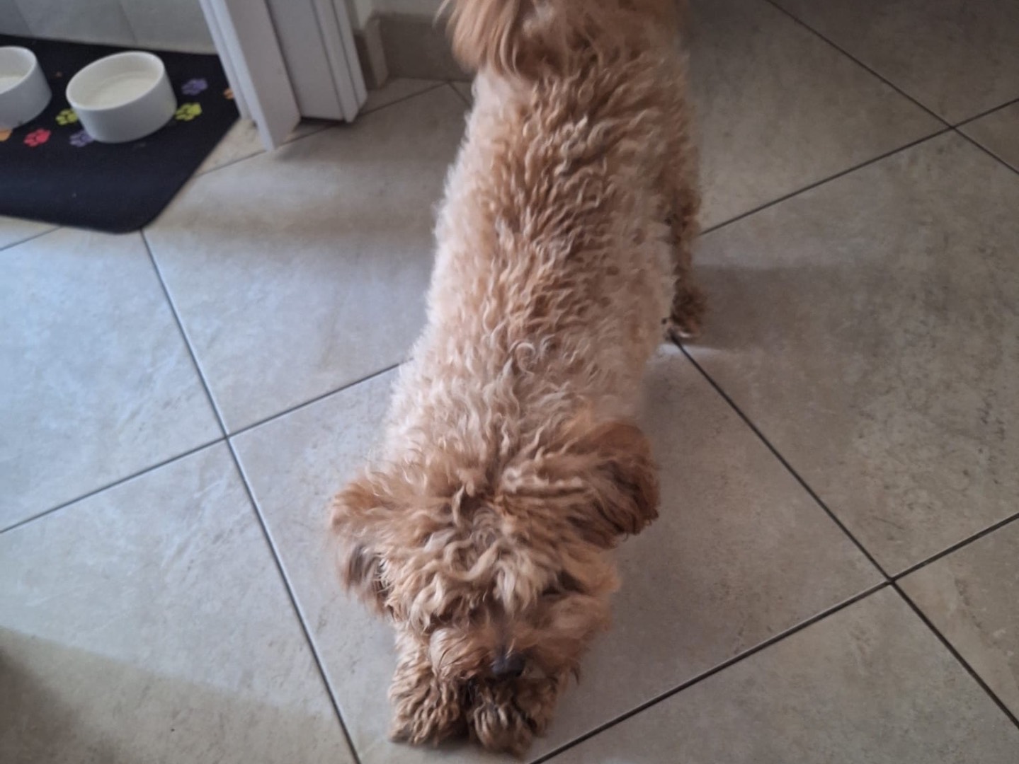 Adotta il cane Achille a Catanzaro