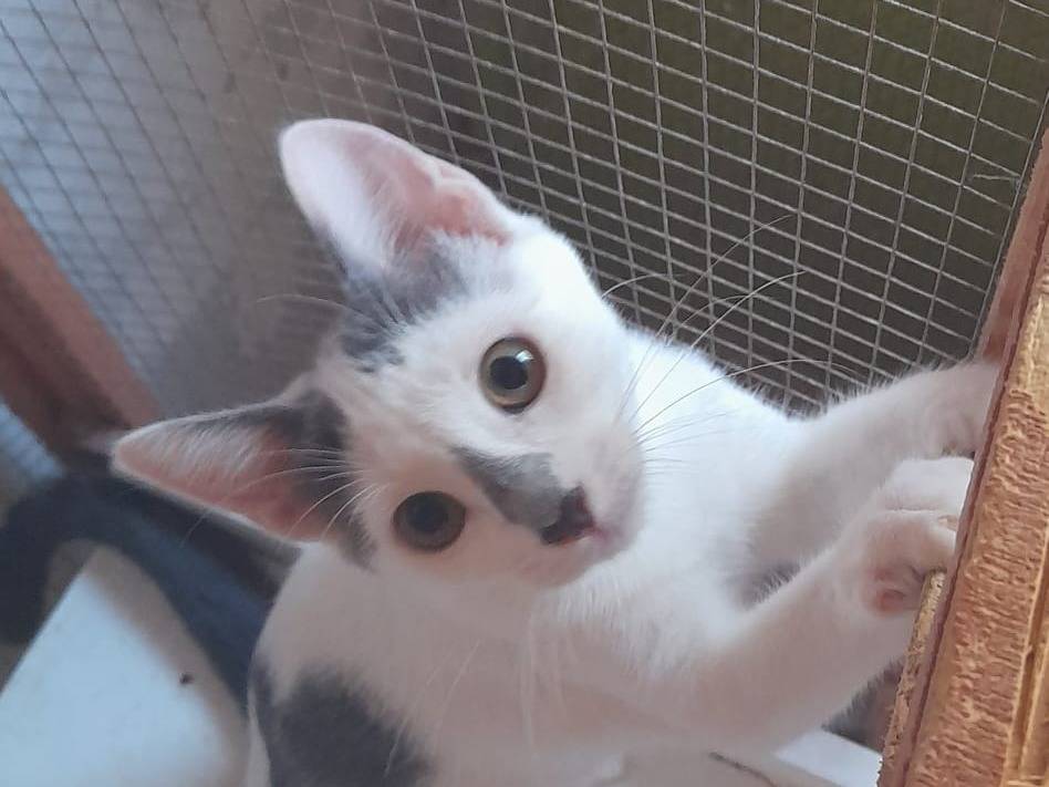 Adozione gatto, femmina, Razza sconosciuta Razza sconosciuta, 6 mesi, taglia non valida, Sassari