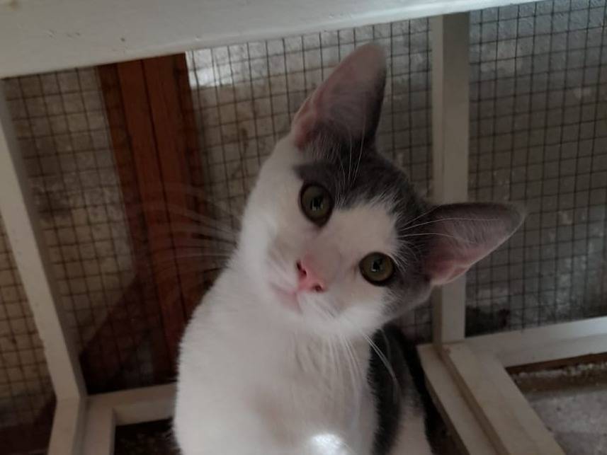 Adozione gatto, maschio, Razza sconosciuta Razza sconosciuta, 6 mesi, taglia non valida, Sassari