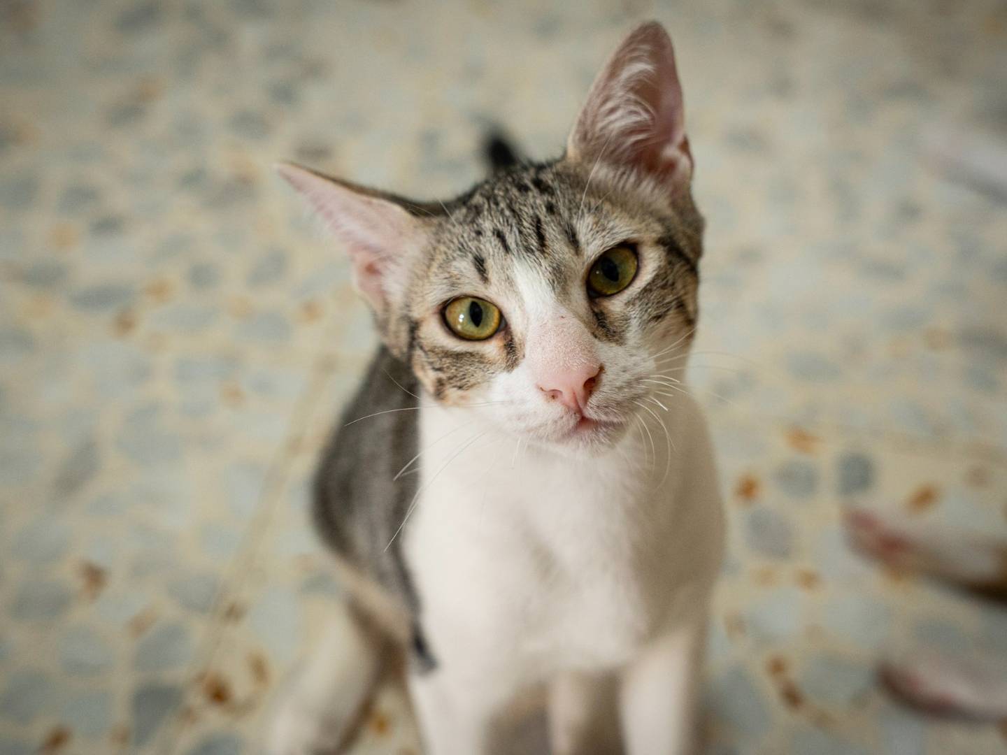 Adozione gatto, maschio, Razza sconosciuta Razza sconosciuta, 8 mesi, taglia non valida, Bari