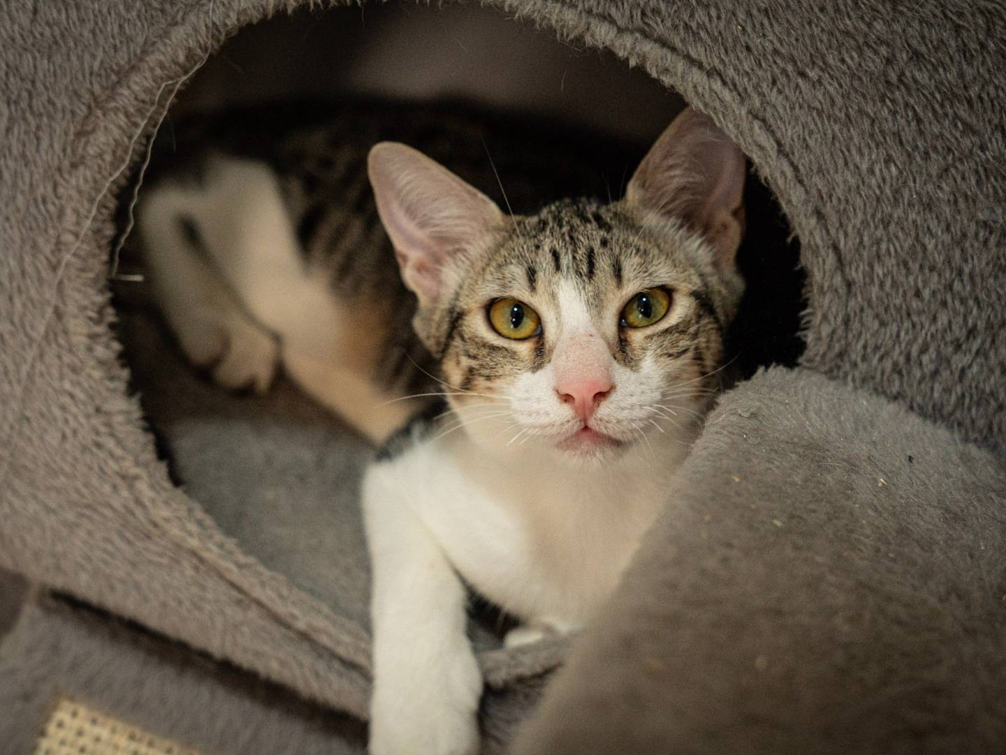 Adotta un gatto, maschio, 8 mesi, Bari