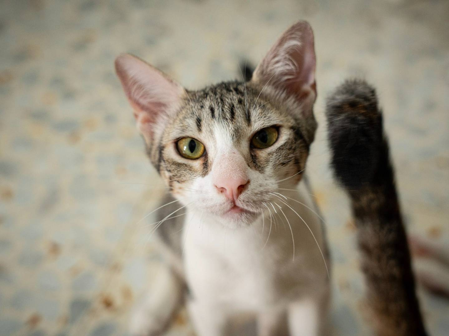 Adotta un gatto, taglia non valida, maschio, Bari