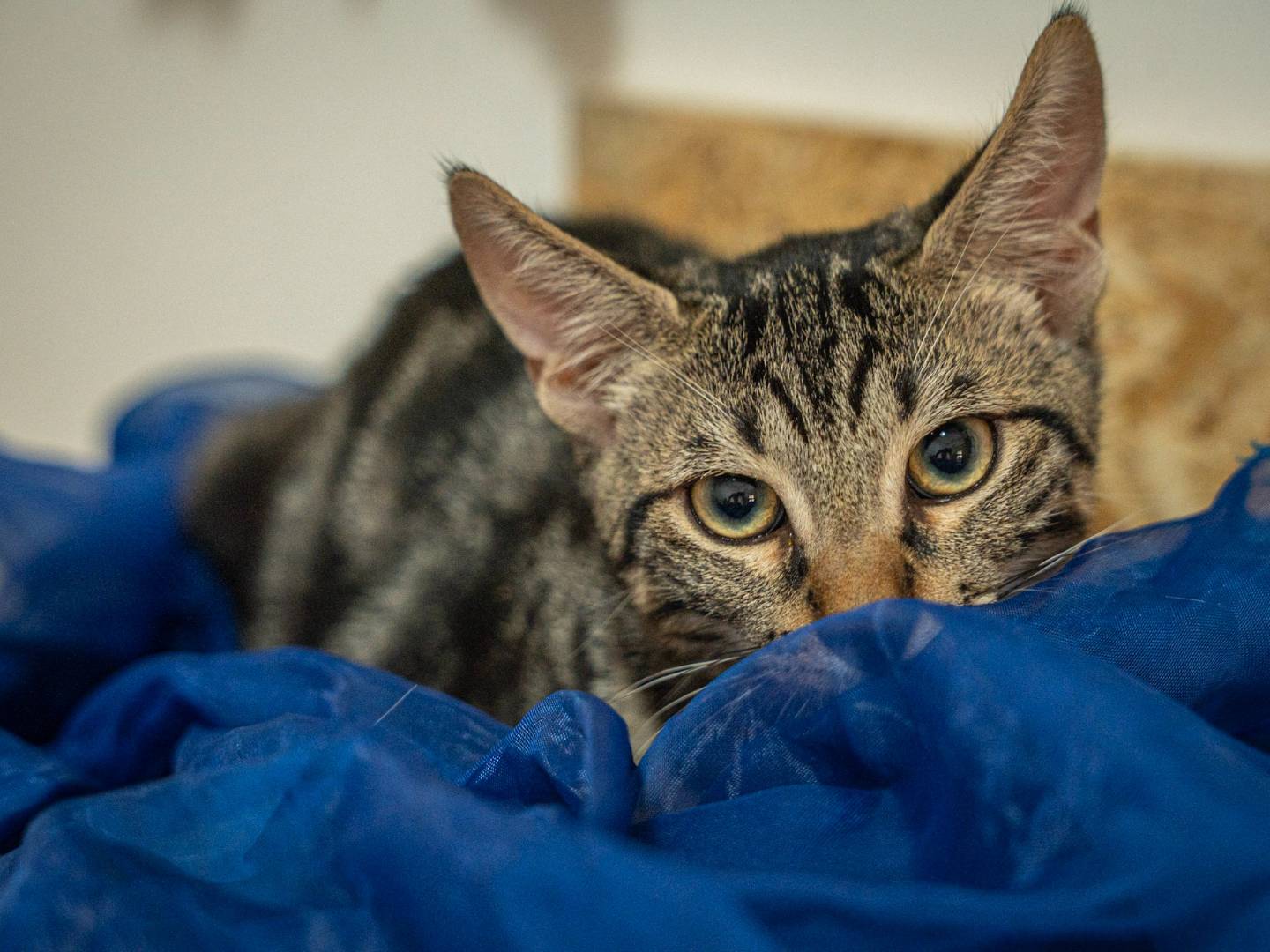 Adozione gatto, maschio, Razza sconosciuta Razza sconosciuta, 7 mesi, taglia non valida, Bari