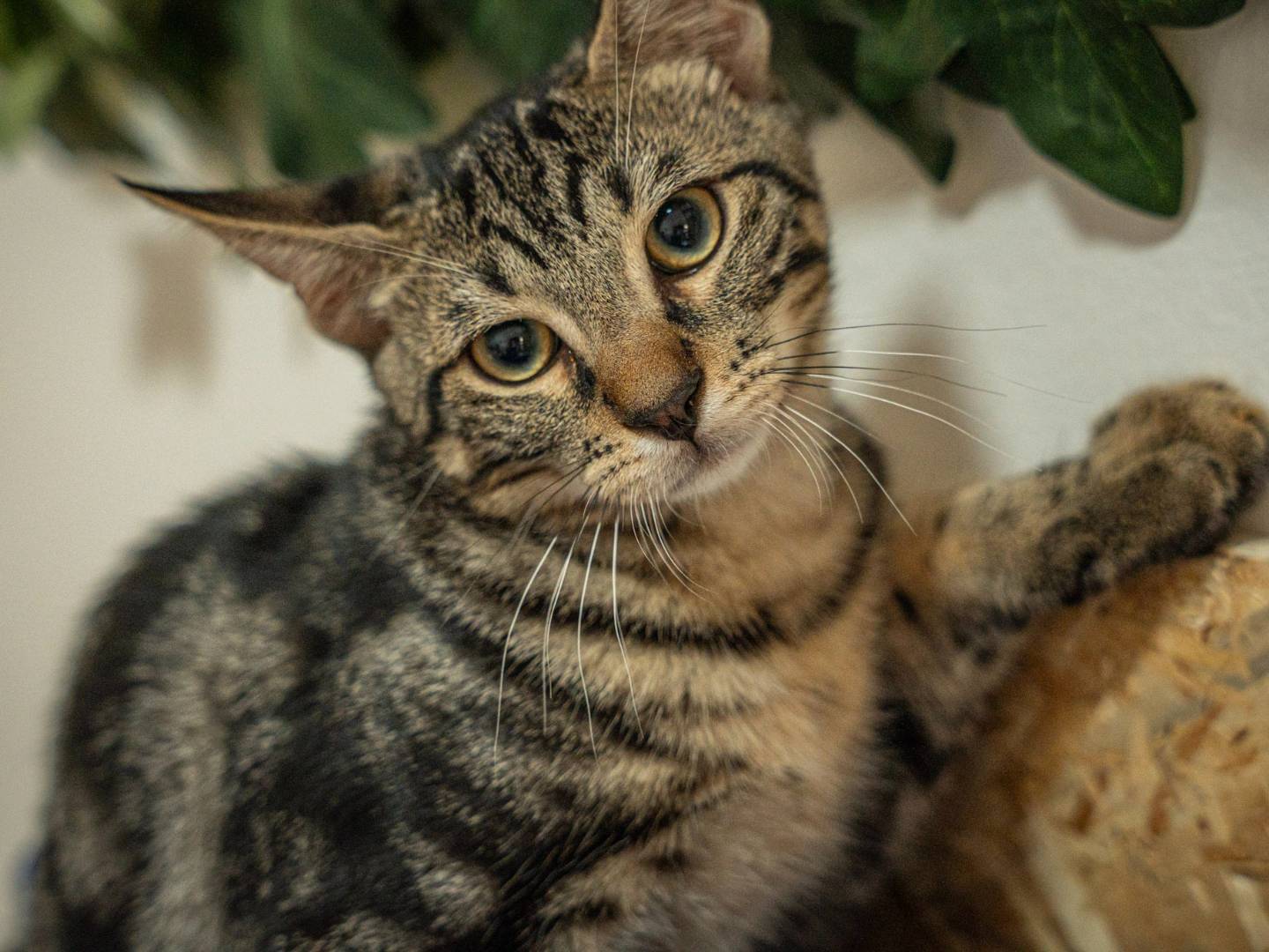 Adotta un gatto, maschio, 7 mesi, Bari