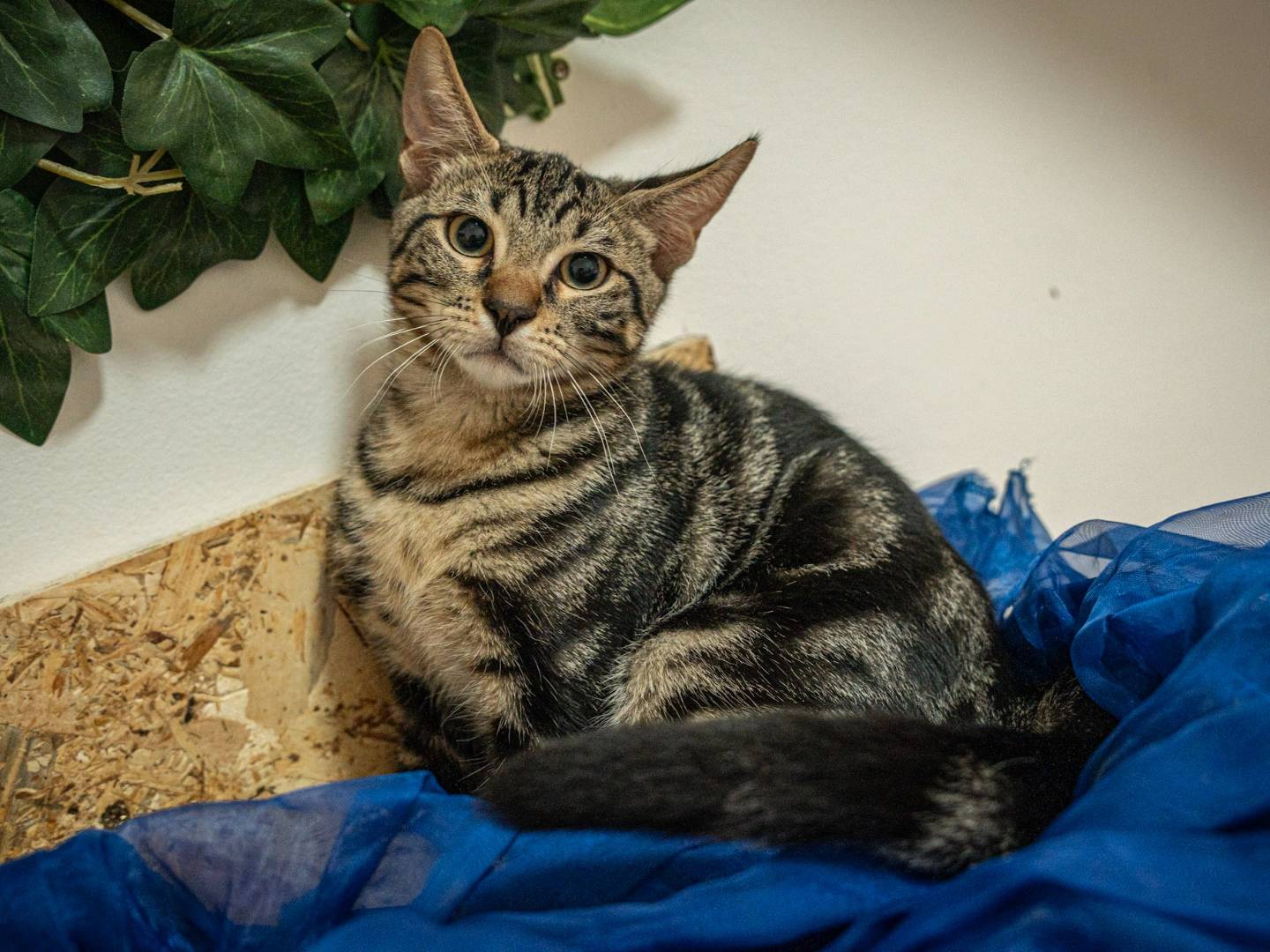 Adotta un gatto, taglia non valida, maschio, Bari