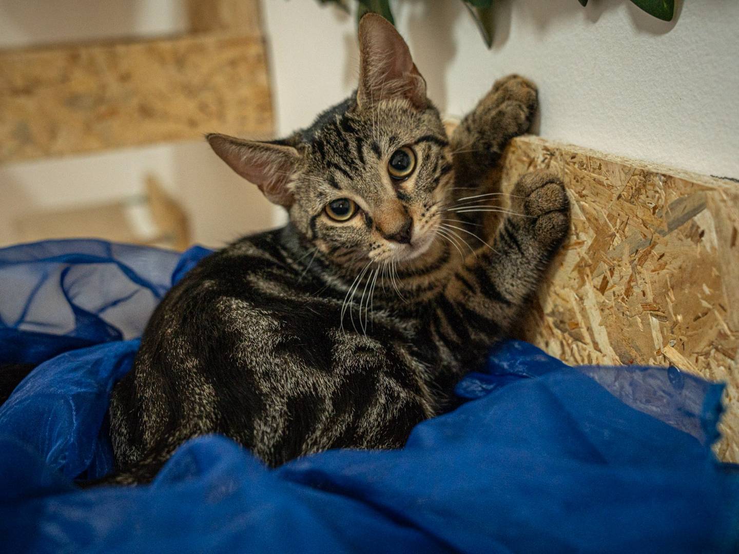 Vuoi adottare un gatto a Bari?