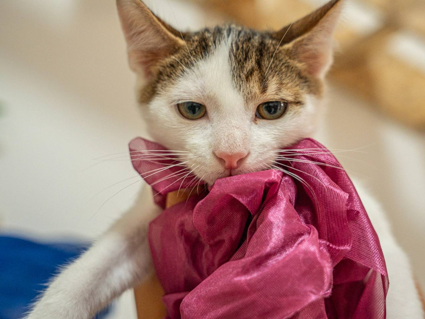 Adozione gatto, maschio, Razza sconosciuta Razza sconosciuta, 6 mesi, taglia non valida, Bari