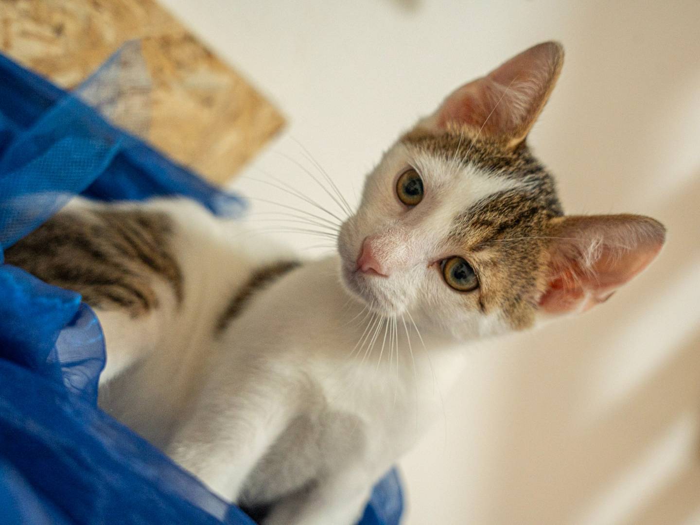 Adotta un gatto, maschio, 6 mesi, Bari