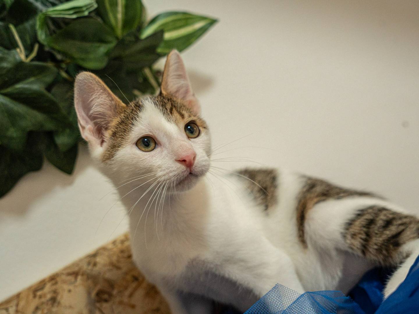 Adotta un gatto, taglia non valida, maschio, Bari