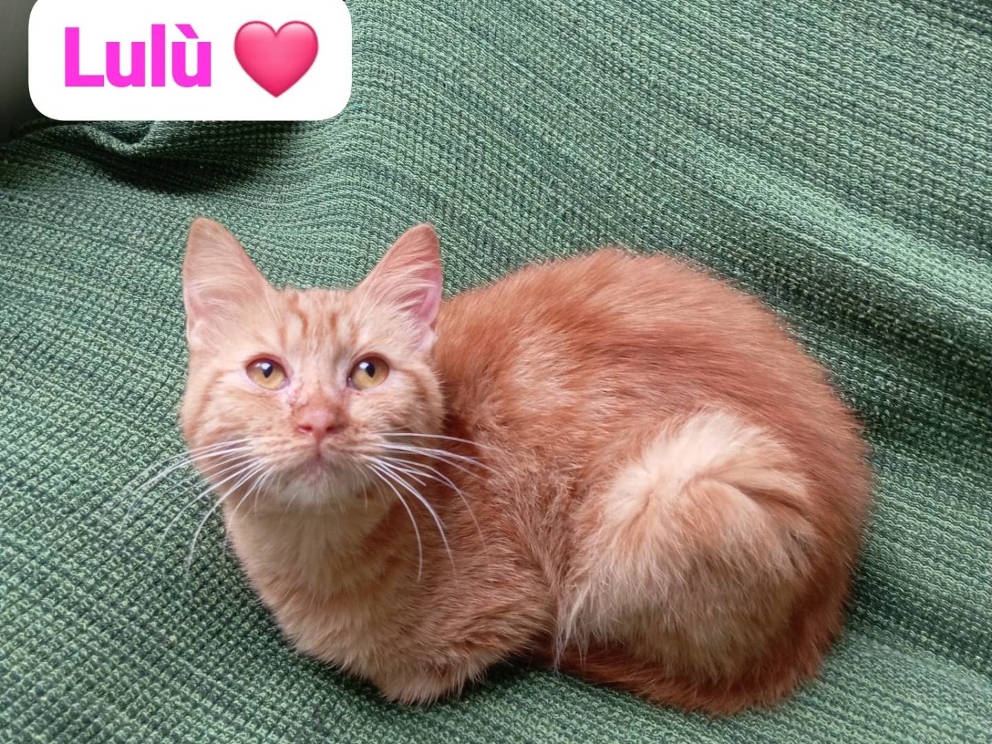 Adozione gatto, femmina, Razza sconosciuta Razza sconosciuta, 1 anno, taglia non valida, Milano
