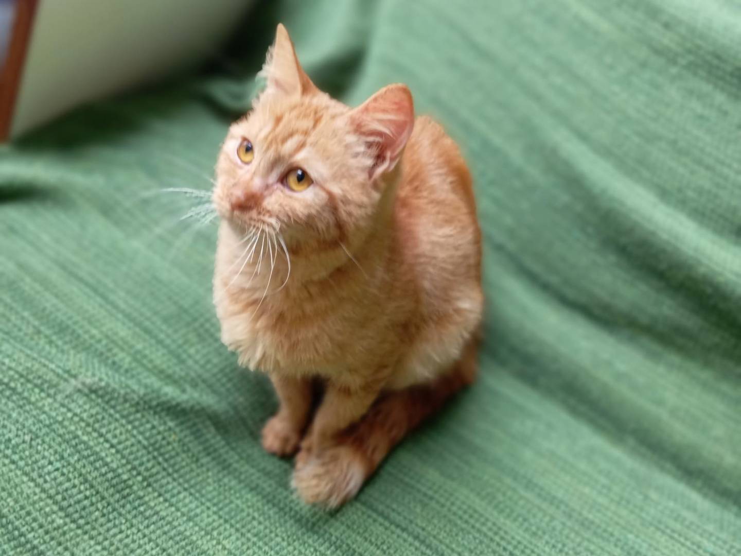 Adotta un gatto, femmina, 1 anno, Milano