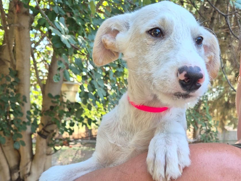Adotta un cane, femmina, 4 mesi, Ragusa