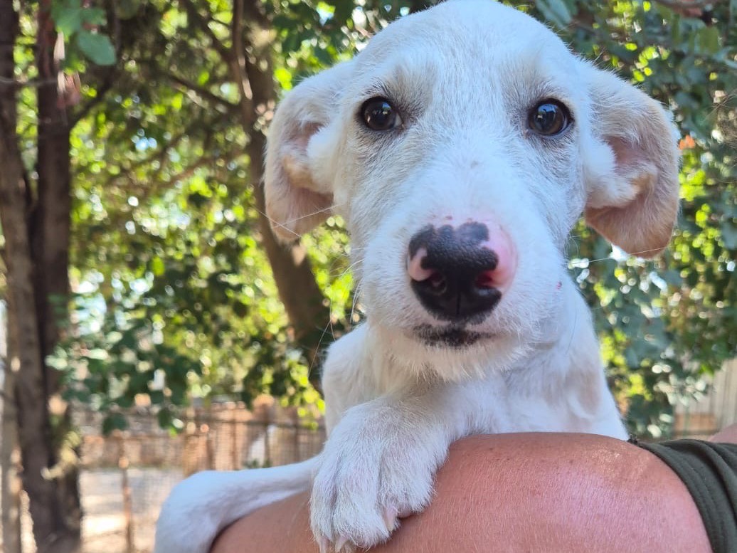Adotta un cane, taglia media, femmina, Ragusa