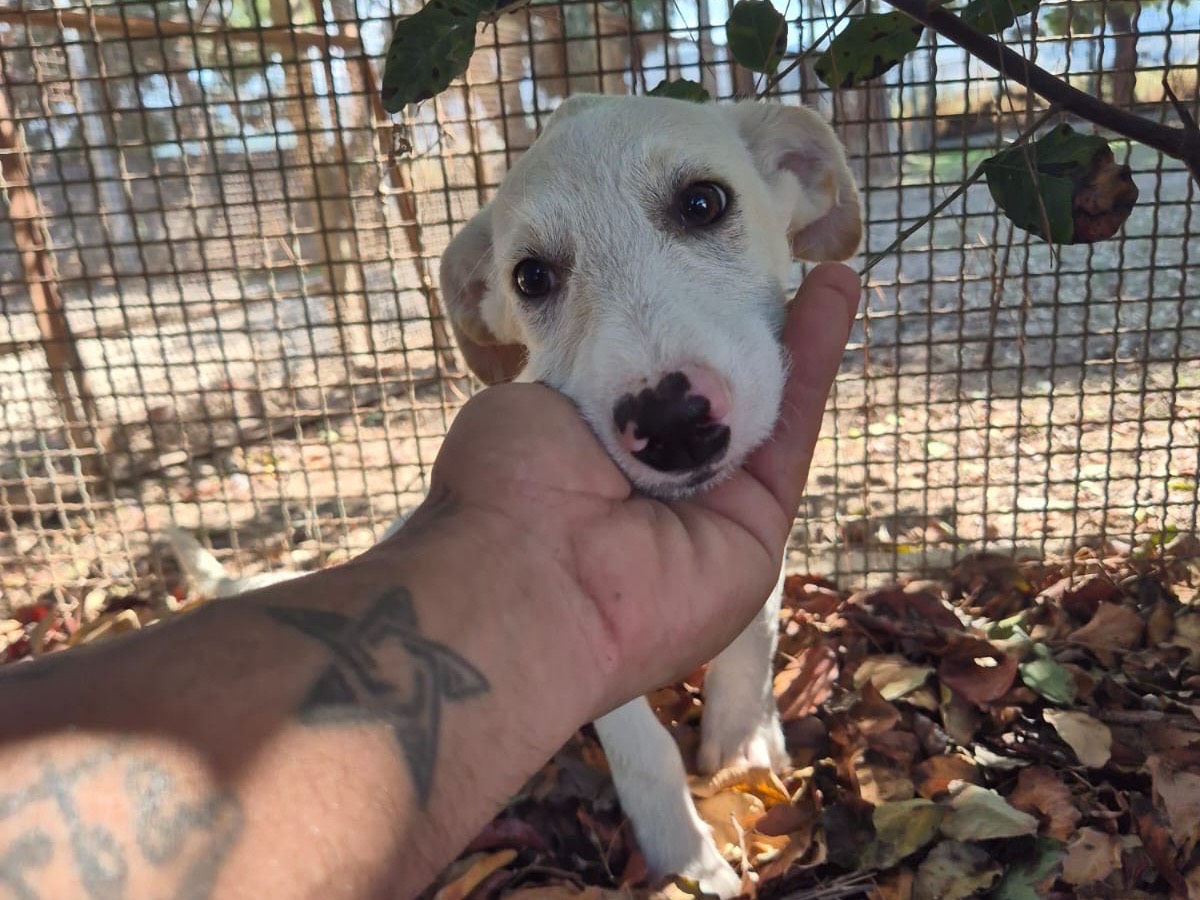 Adozione cane, femmina, Razza sconosciuta Razza sconosciuta, 4 mesi, taglia media, Ragusa
