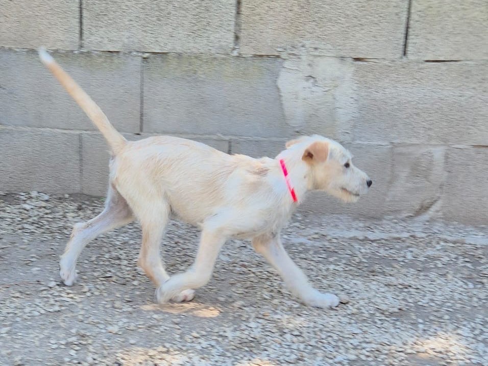 Adotta un cane, femmina, 4 mesi, Ragusa