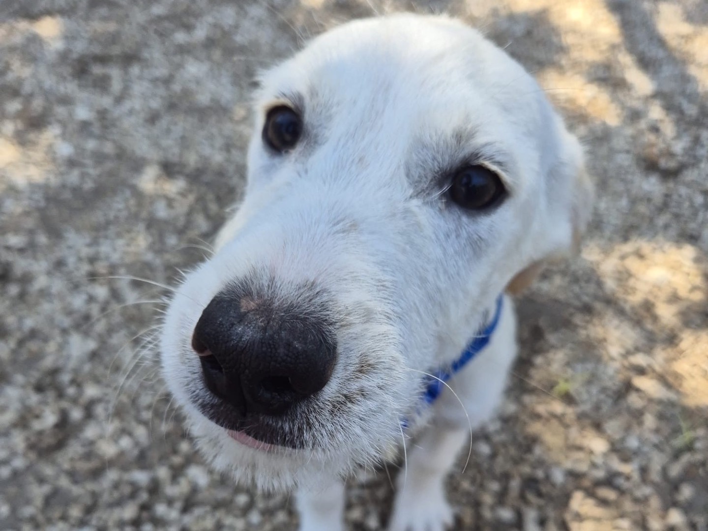 Adozione cane, maschio, Razza sconosciuta Razza sconosciuta, 4 mesi, taglia media, Ragusa