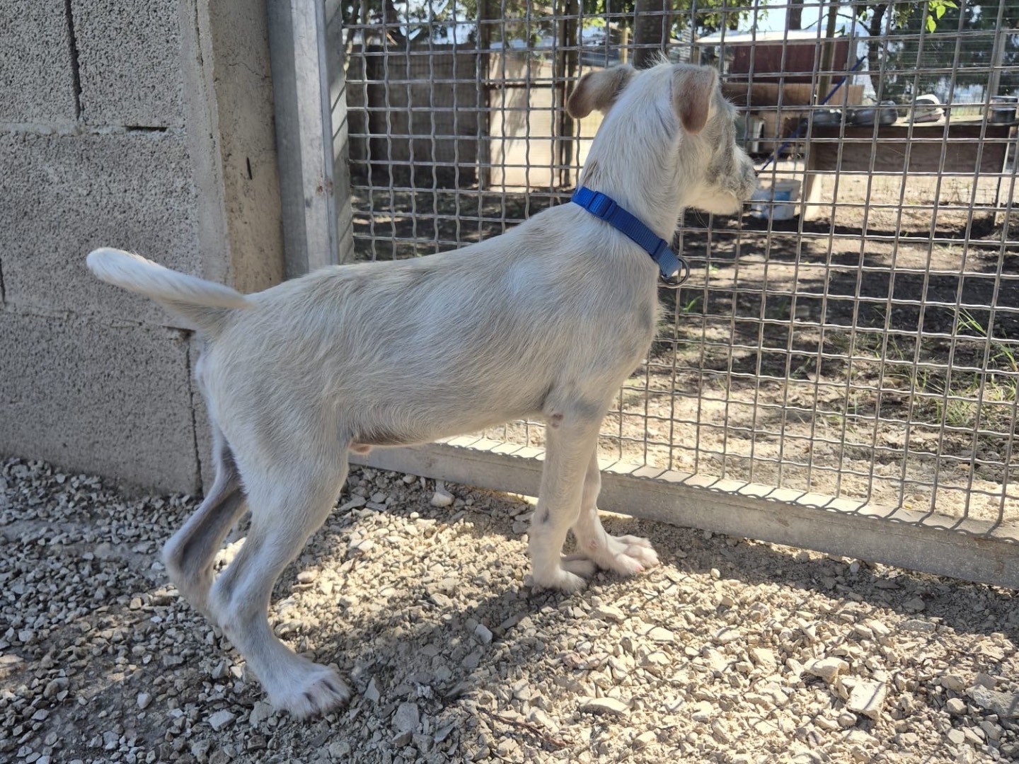 Adotta un cane, maschio, 4 mesi, Ragusa