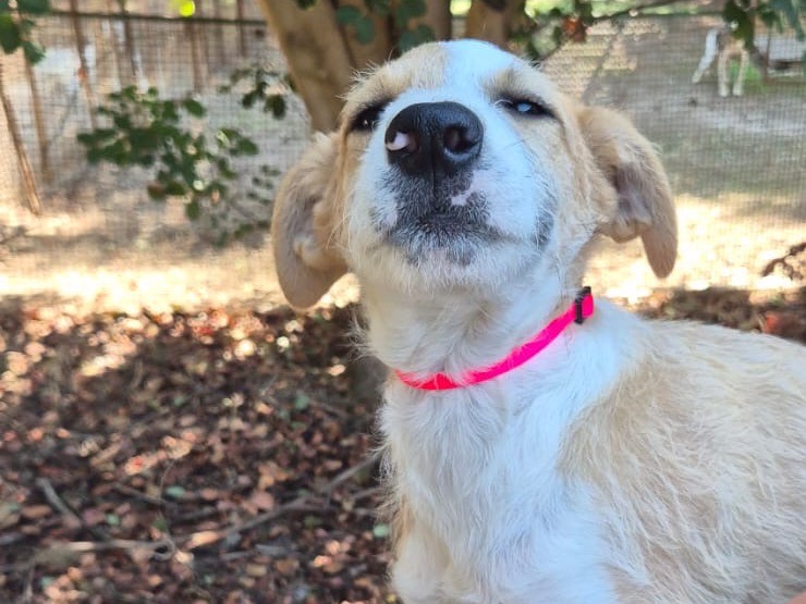 Adotta un cane, femmina, 4 mesi, Ragusa