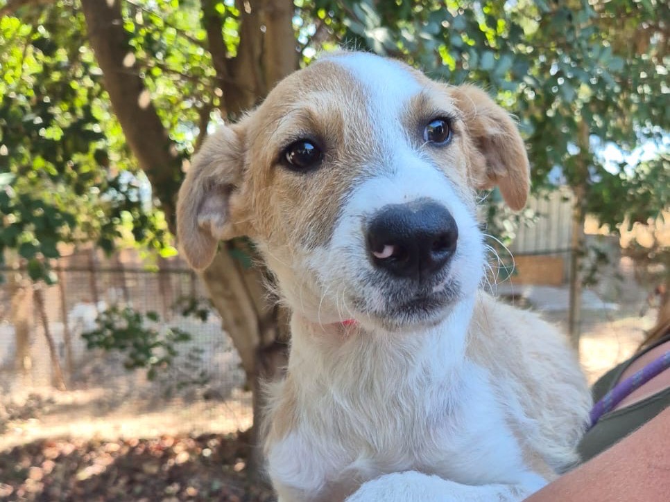 Adozione cane, femmina, Razza sconosciuta Razza sconosciuta, 4 mesi, taglia media, Ragusa