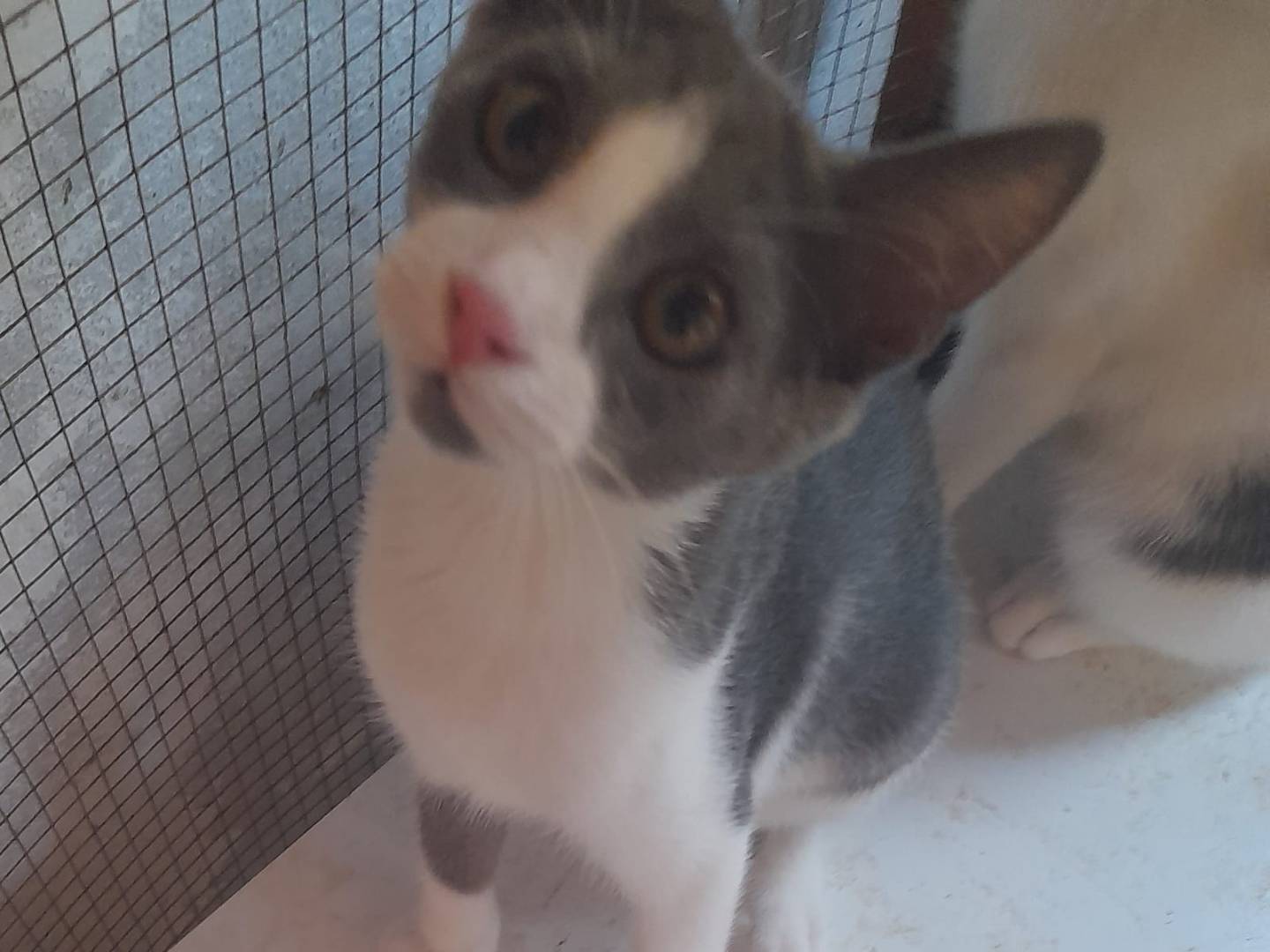 Adozione gatto, femmina, Razza sconosciuta Razza sconosciuta, 6 mesi, taglia non valida, Sassari