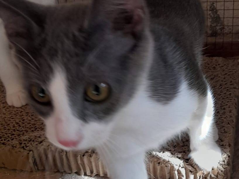 Adotta un gatto, femmina, 6 mesi, Sassari