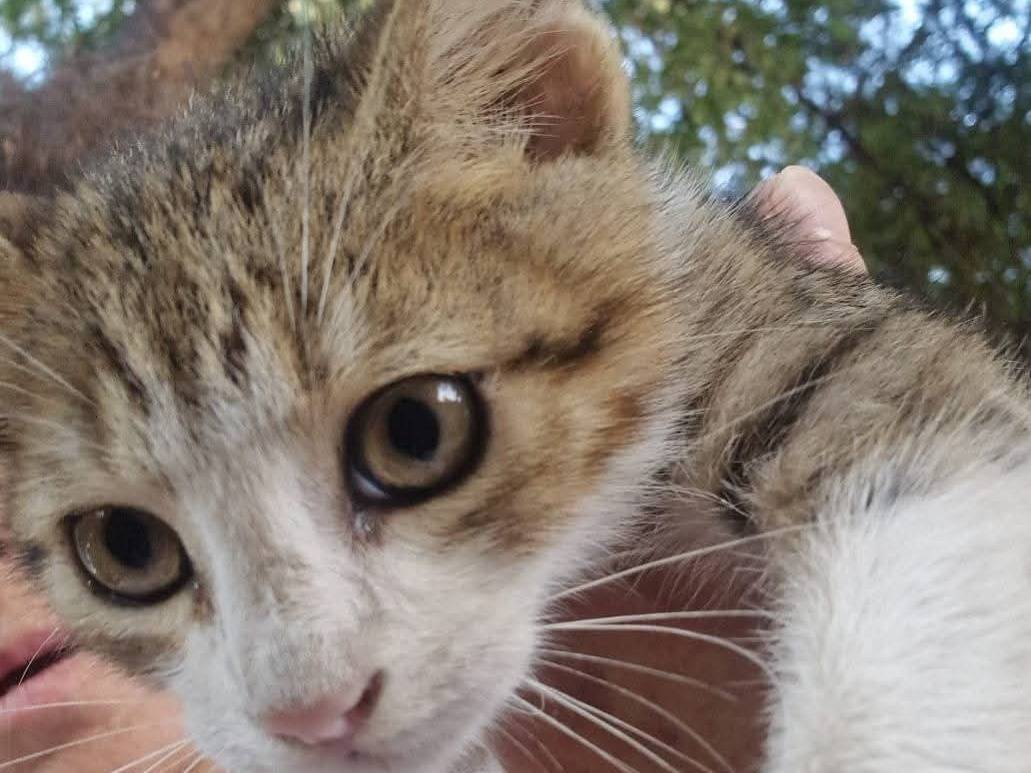 Adotta un gatto, maschio, 3 mesi, Catania