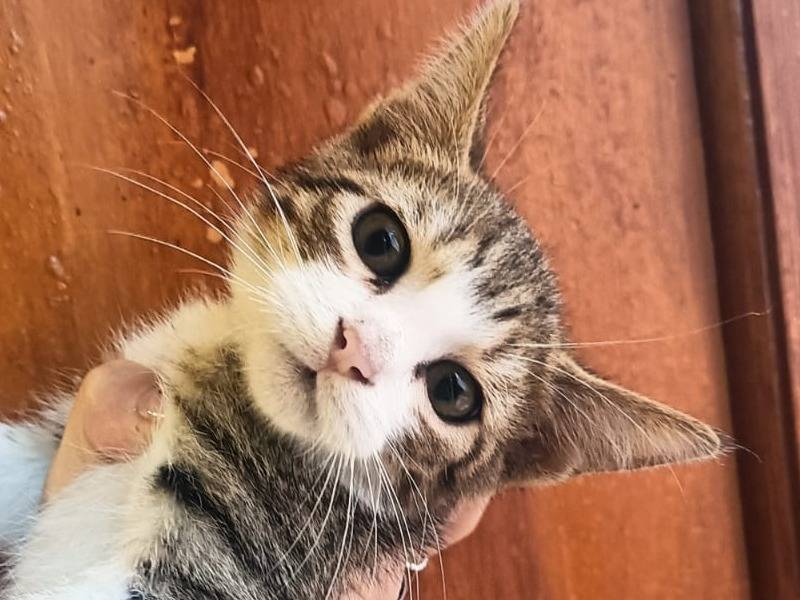 Adotta un gatto, taglia non valida, maschio, Catania