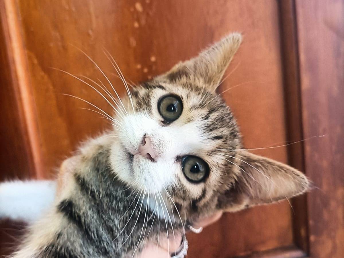 Vuoi adottare un gatto a Catania?