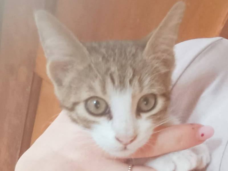 Adozione gatto, maschio, Razza sconosciuta Razza sconosciuta, 3 mesi, taglia non valida, Catania