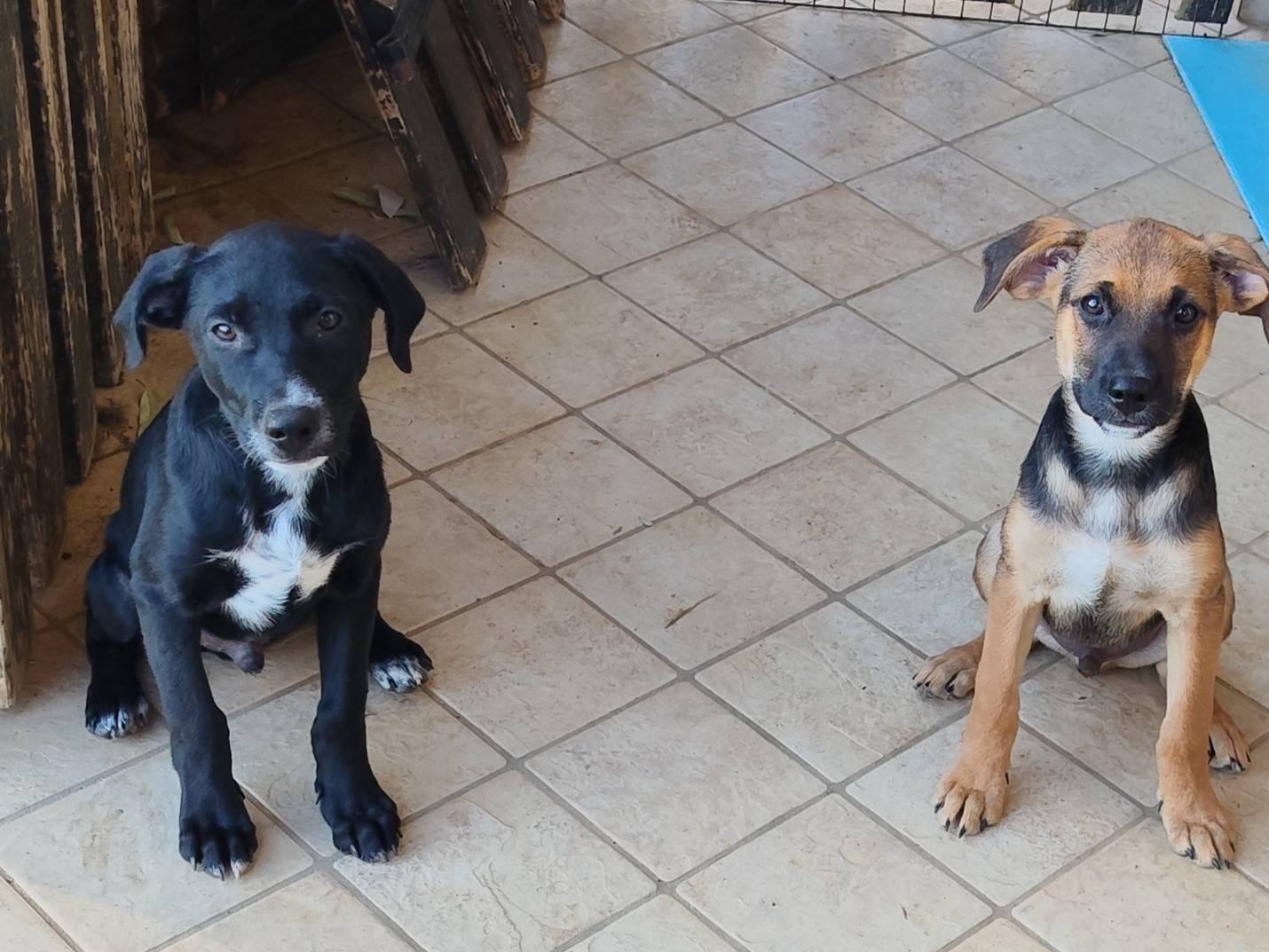 Adotta un cane, maschio, 3 mesi, Latina
