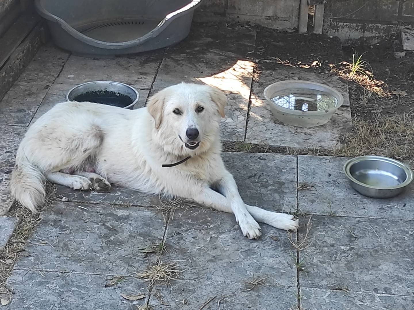 Adozione cane, femmina, Razza sconosciuta Razza sconosciuta, 1 anno, taglia media, Latina