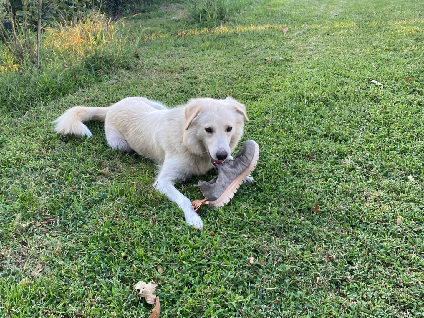 Adotta un cane, femmina, 1 anno, Latina