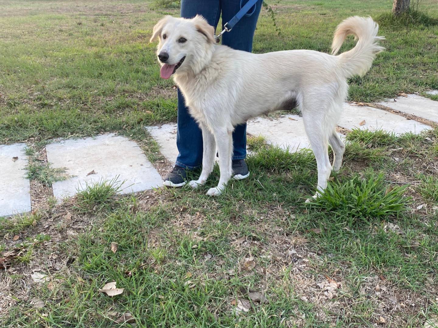 Adotta un cane, taglia media, femmina, Latina