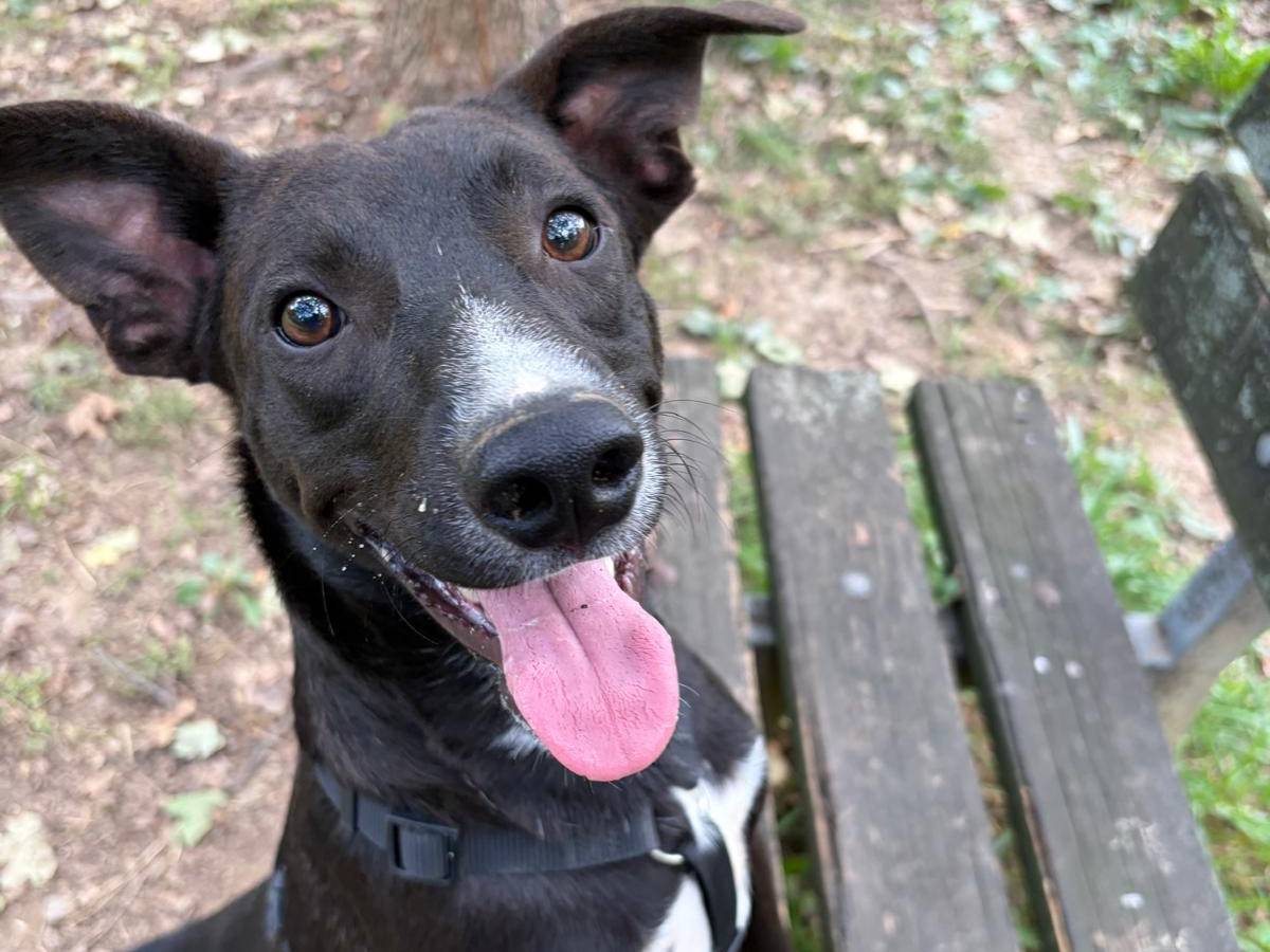 Adozione cane, maschio, Razza sconosciuta Razza sconosciuta, 1 anno, taglia media, Milano