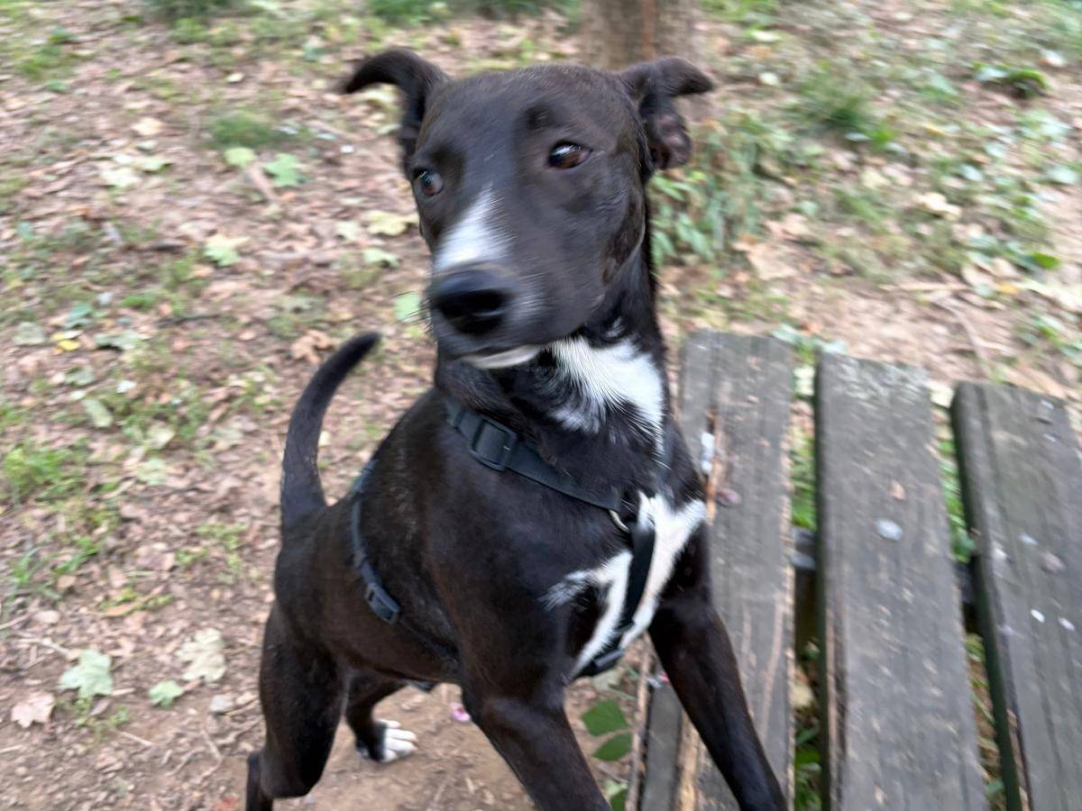 Adotta un cane, maschio, 1 anno, Milano