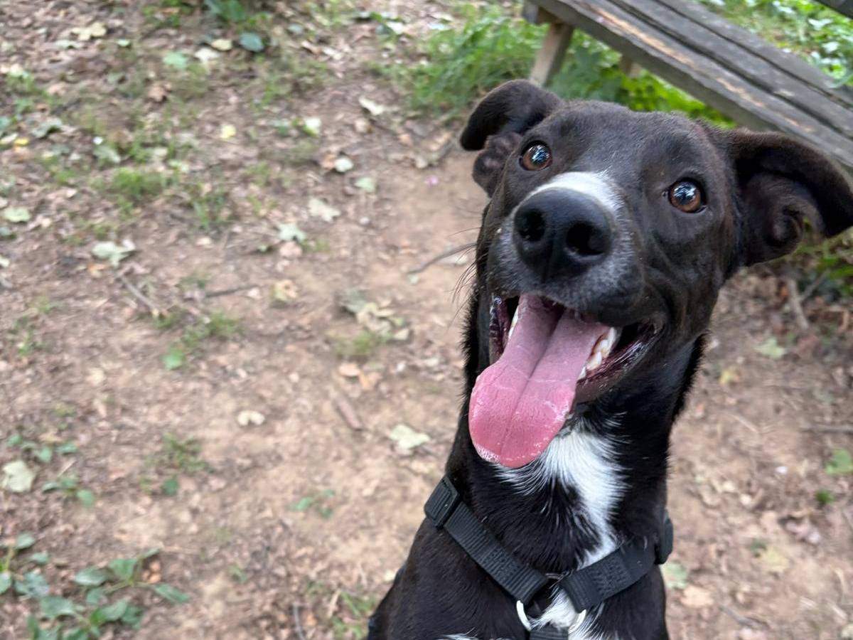 Adotta un cane, taglia media, maschio, Milano