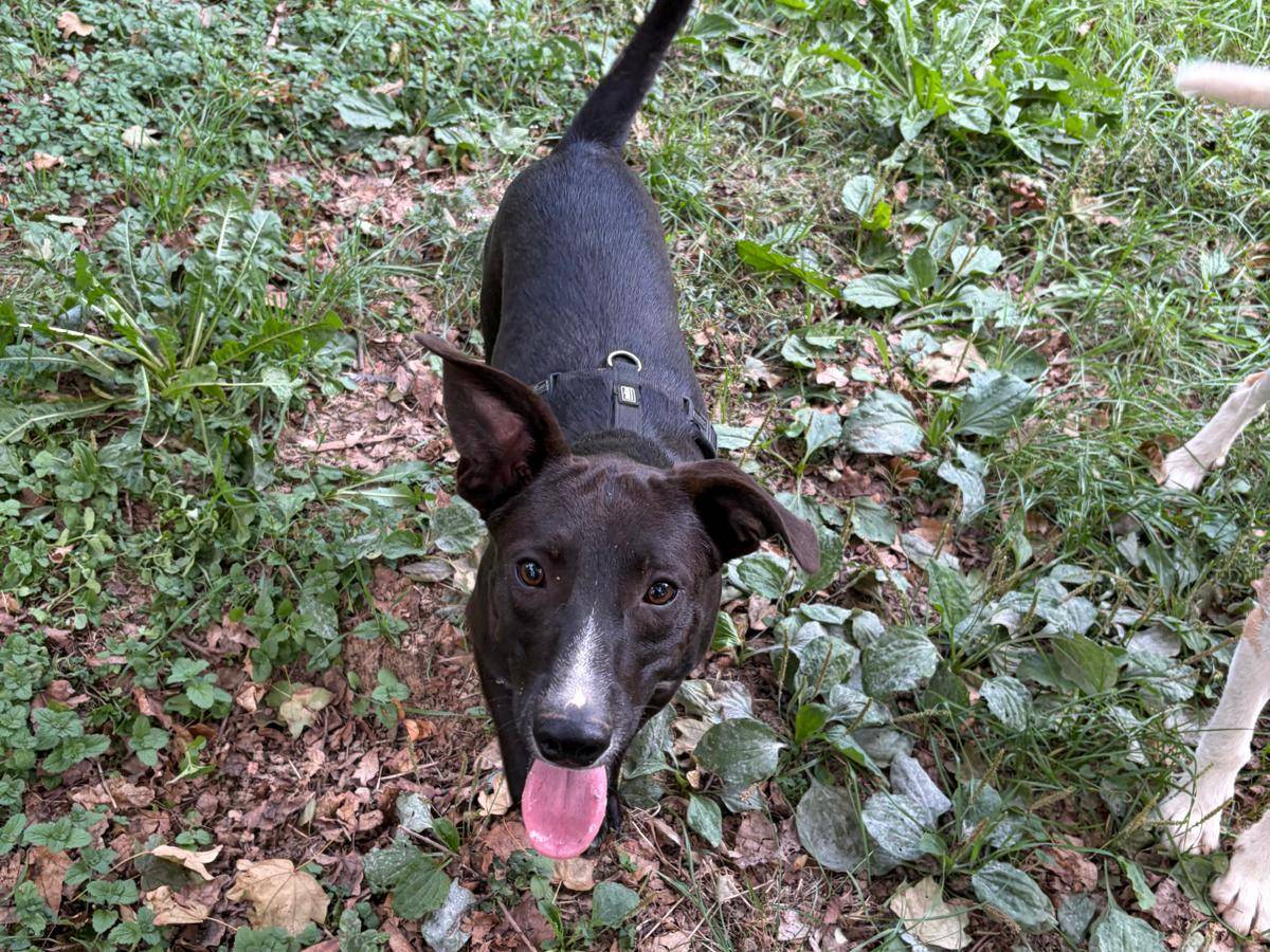 Vuoi adottare un cane a Milano?