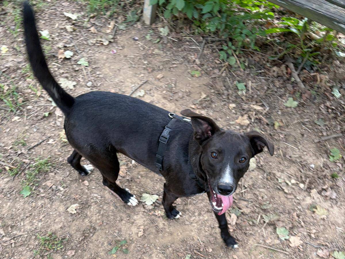 Adotta il cane Roger a Milano