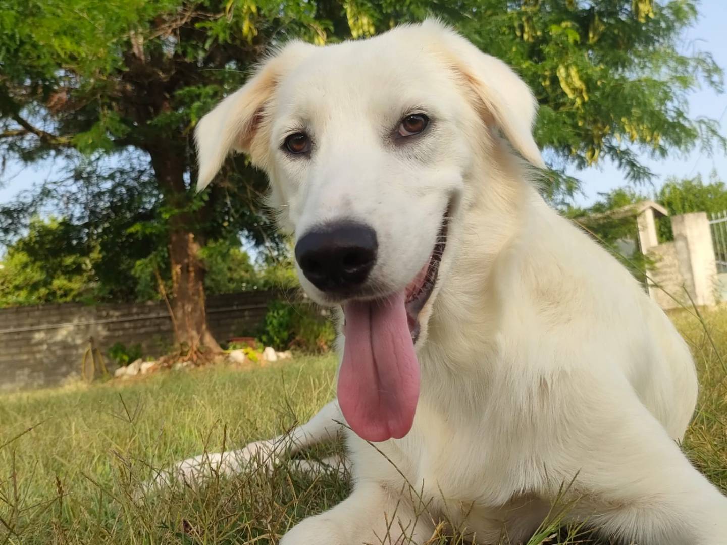 Adozione cane, maschio, Razza sconosciuta Razza sconosciuta, 1 anno e 1 mese, taglia media, Latina