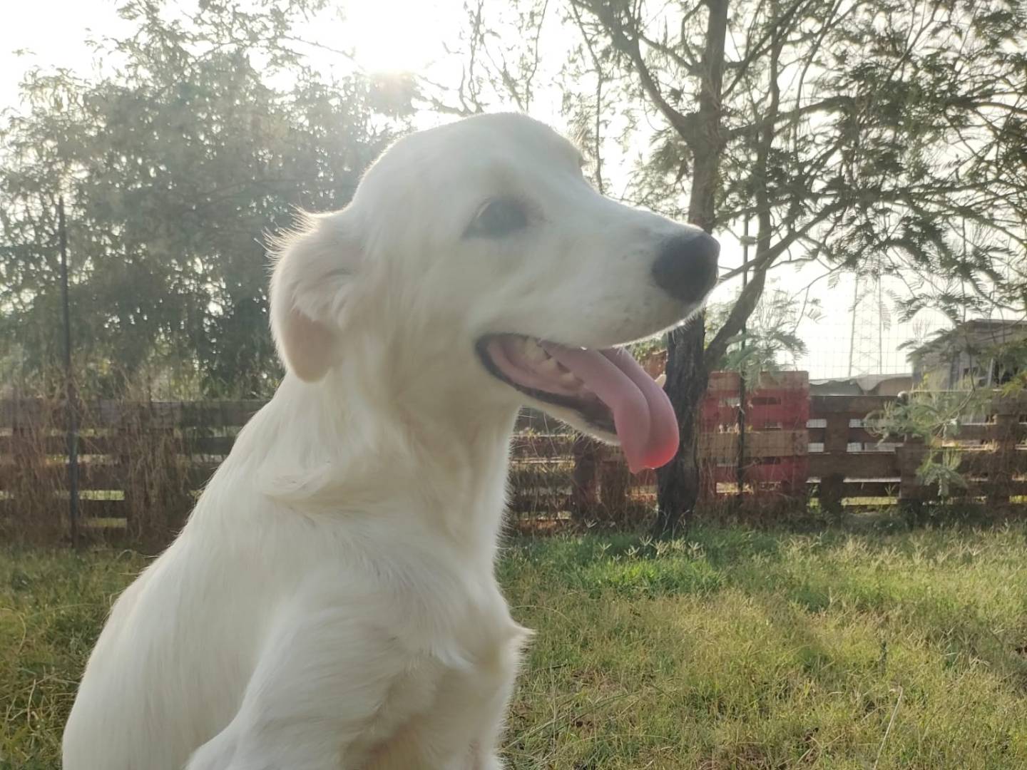 Adotta un cane, maschio, 1 anno e 1 mese, Latina