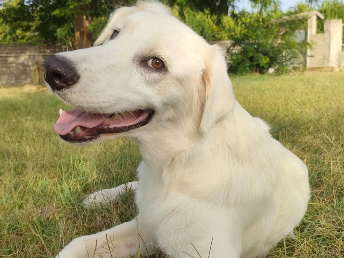 Adotta un cane, taglia media, maschio, Latina