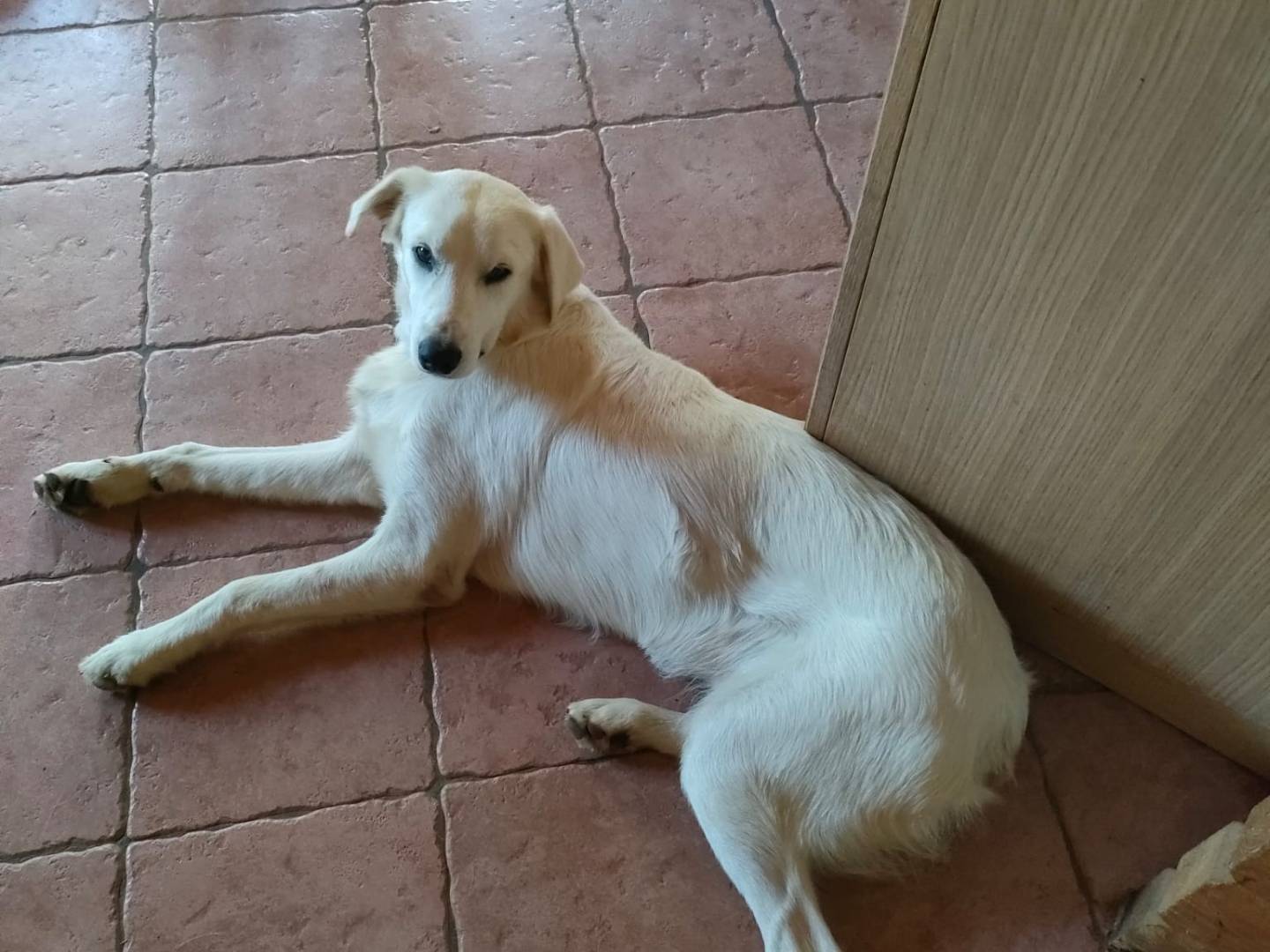 Vuoi adottare un cane a Latina?